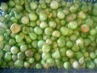 /album/productos/tomate-milpero-jpg/